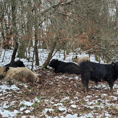 Galloway Bullen rasten auf einer Weide auf dem Landgut Pfauenhof in der Eifel im Winter