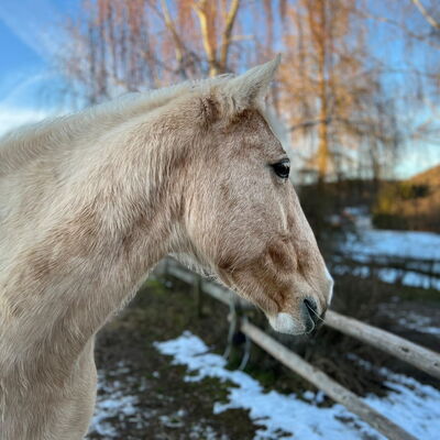 Celly - die Leitstute der Herde