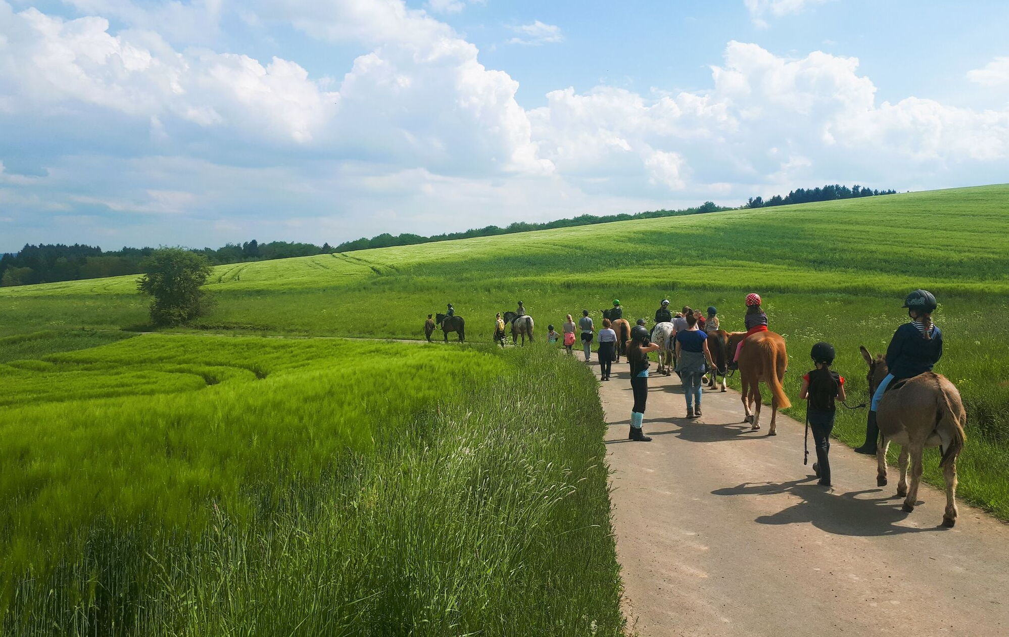 Pferde, Pferdewanderung, Eifel, Landgut Pfauenhof