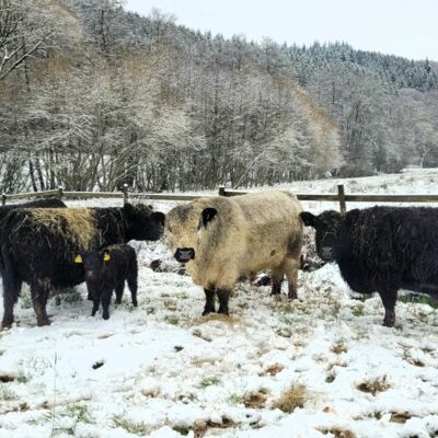 Galloway Rinder stehen im Schnee auf einer Weide auf dem Landgut Pfauenhof in der Eifel