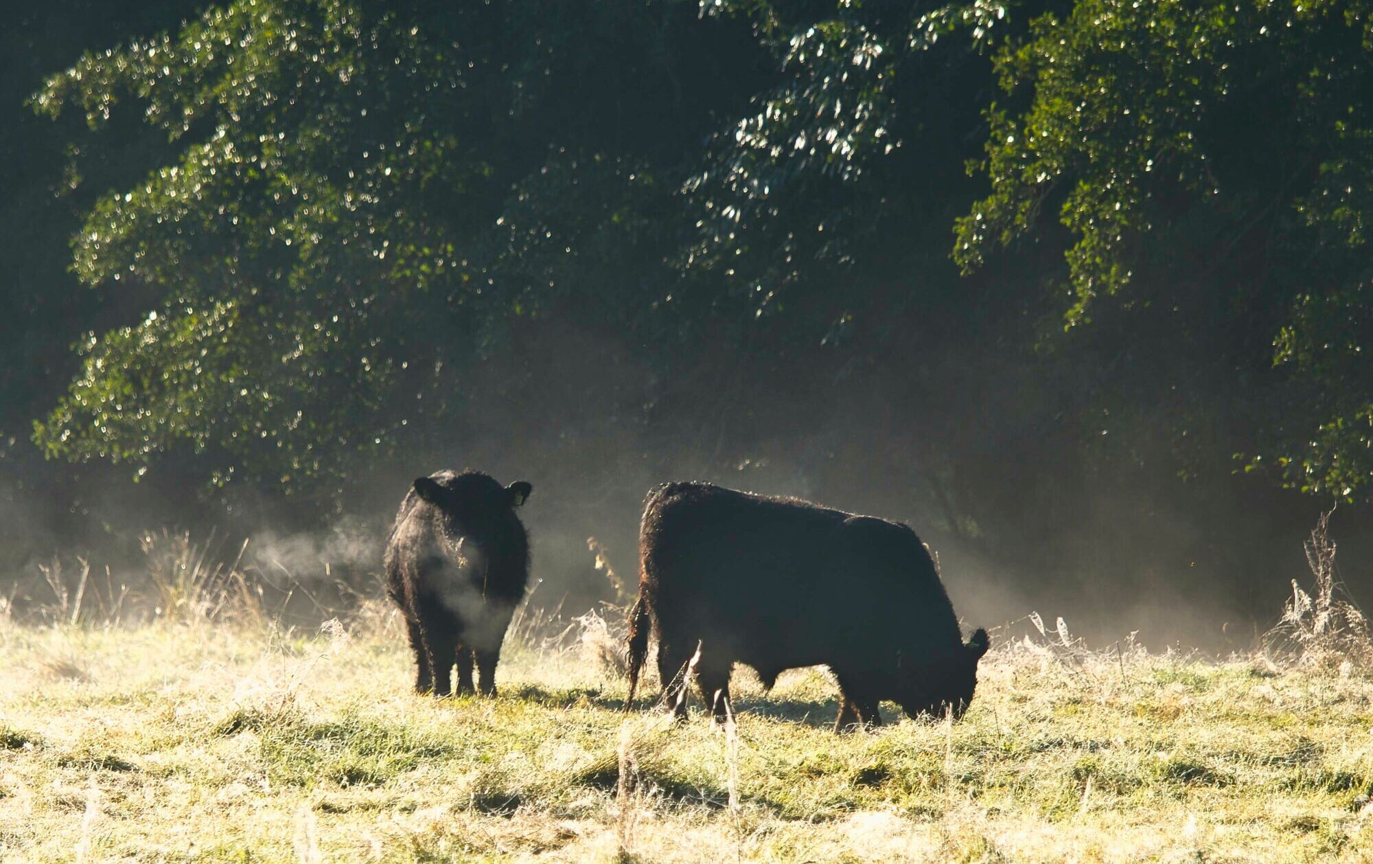 Galloway Bullen auf einer Weide auf dem Landgut Pfauenhof in der Eifel