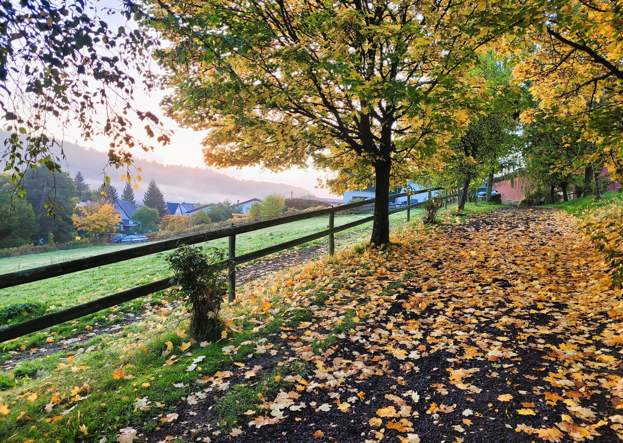 Herbstblätter auf dem Pfauenweg auf dem Landgut Pfauenhof in der Eifel