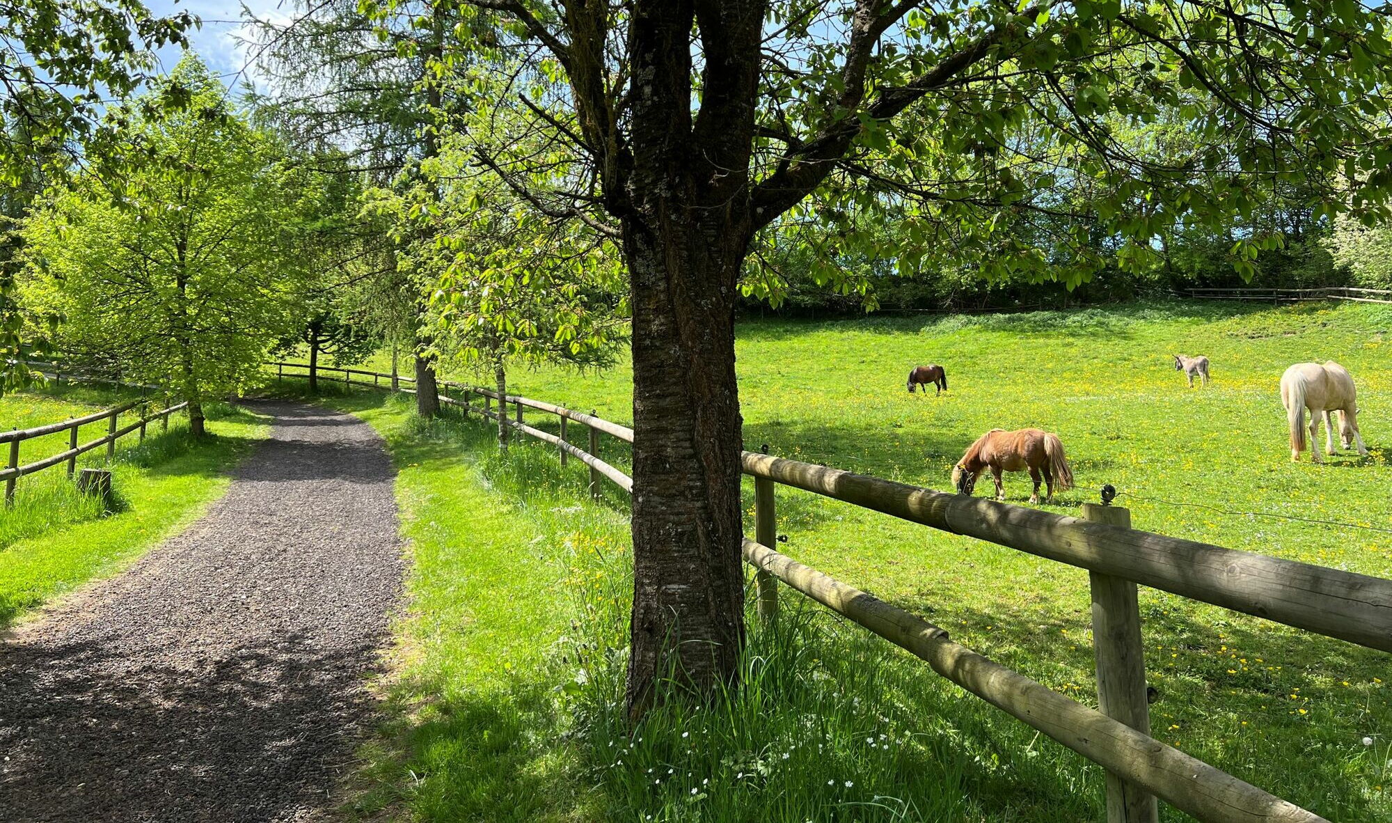 Pferdekoppeln auf dem Landgut Pfauenhof in der Vulkaneifel.