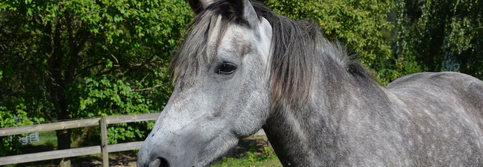 Bild eines Reitpferdes auf dem Landgut Pfauenhof in der Eifel