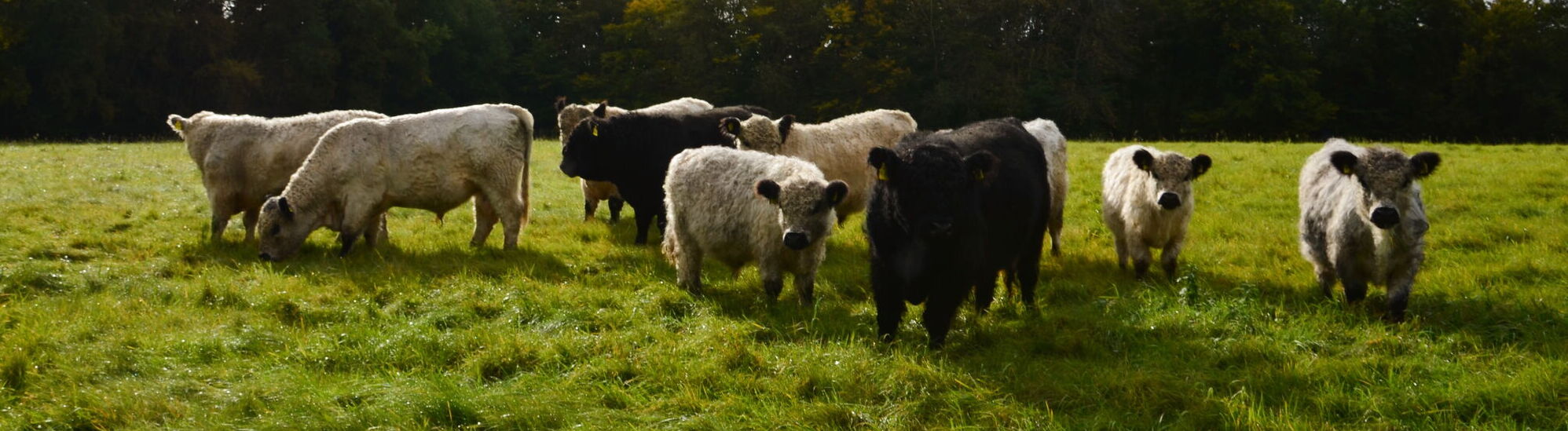 Galloway Bullenherde im Herbst auf dem Landgut Pfauenhof in der Vulkaneifel