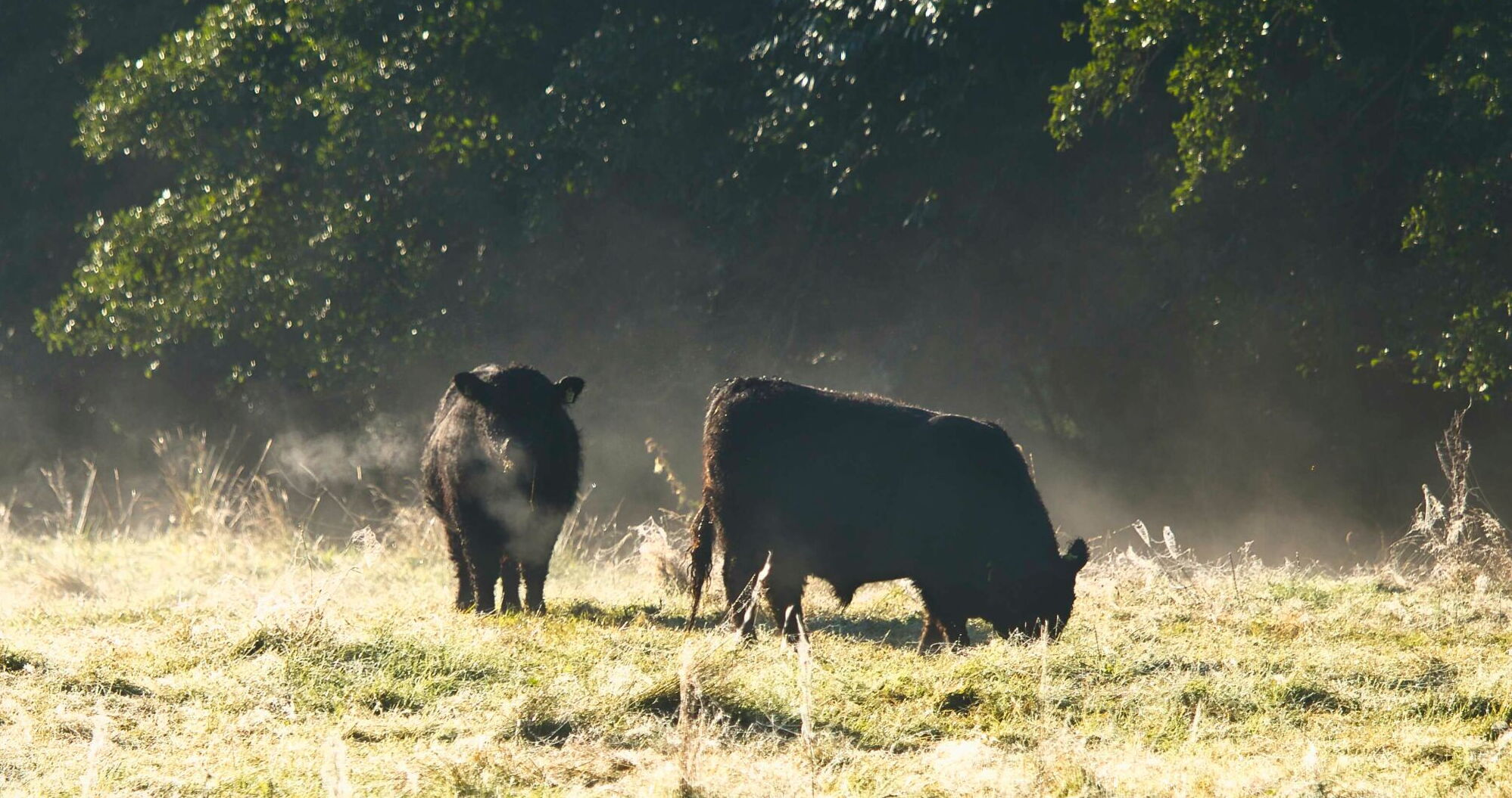 Galloway Bullen auf einer Weide auf dem Landgut Pfauenhof in der Eifel