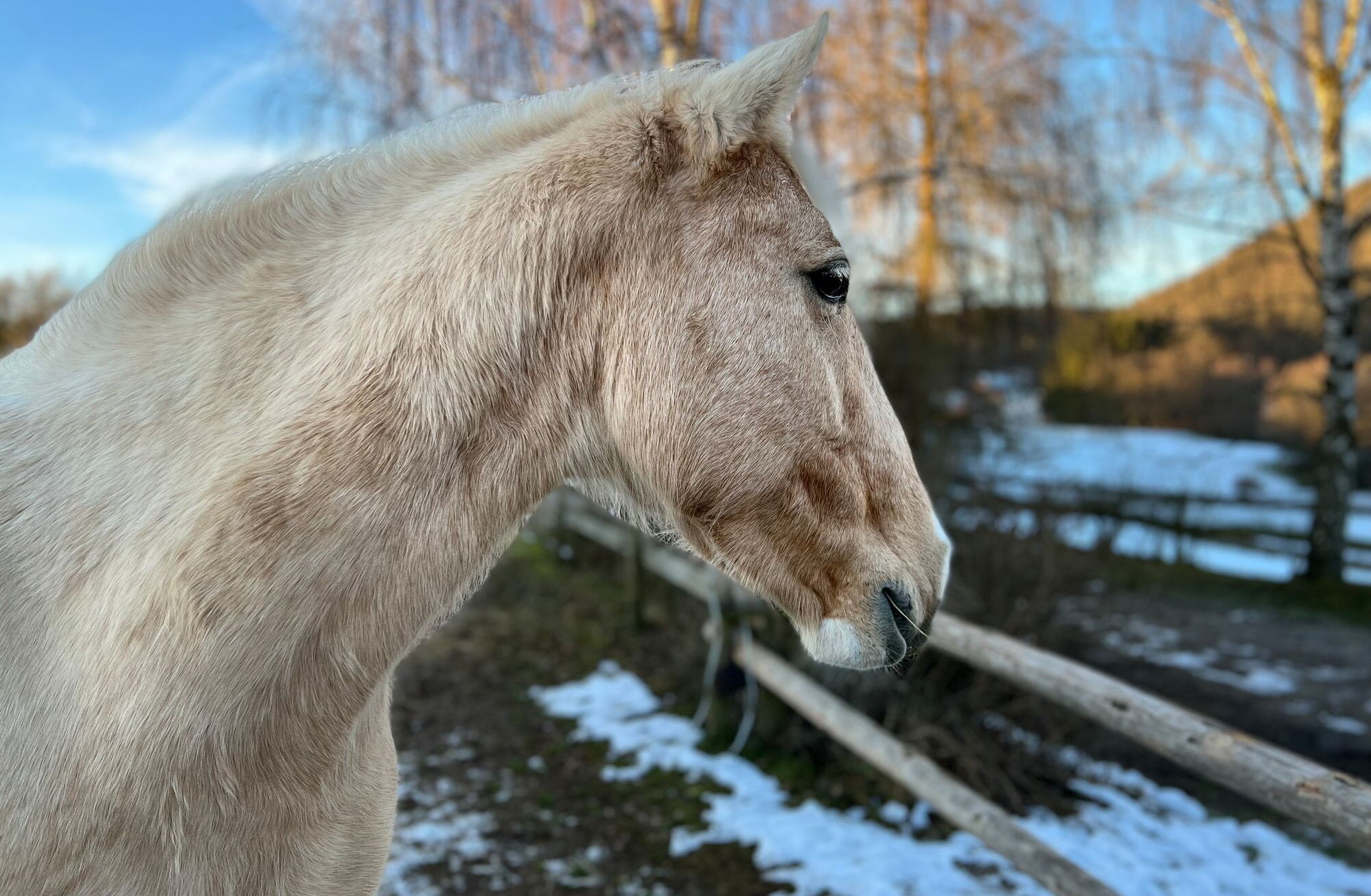 Celly - die Leitstute der Herde