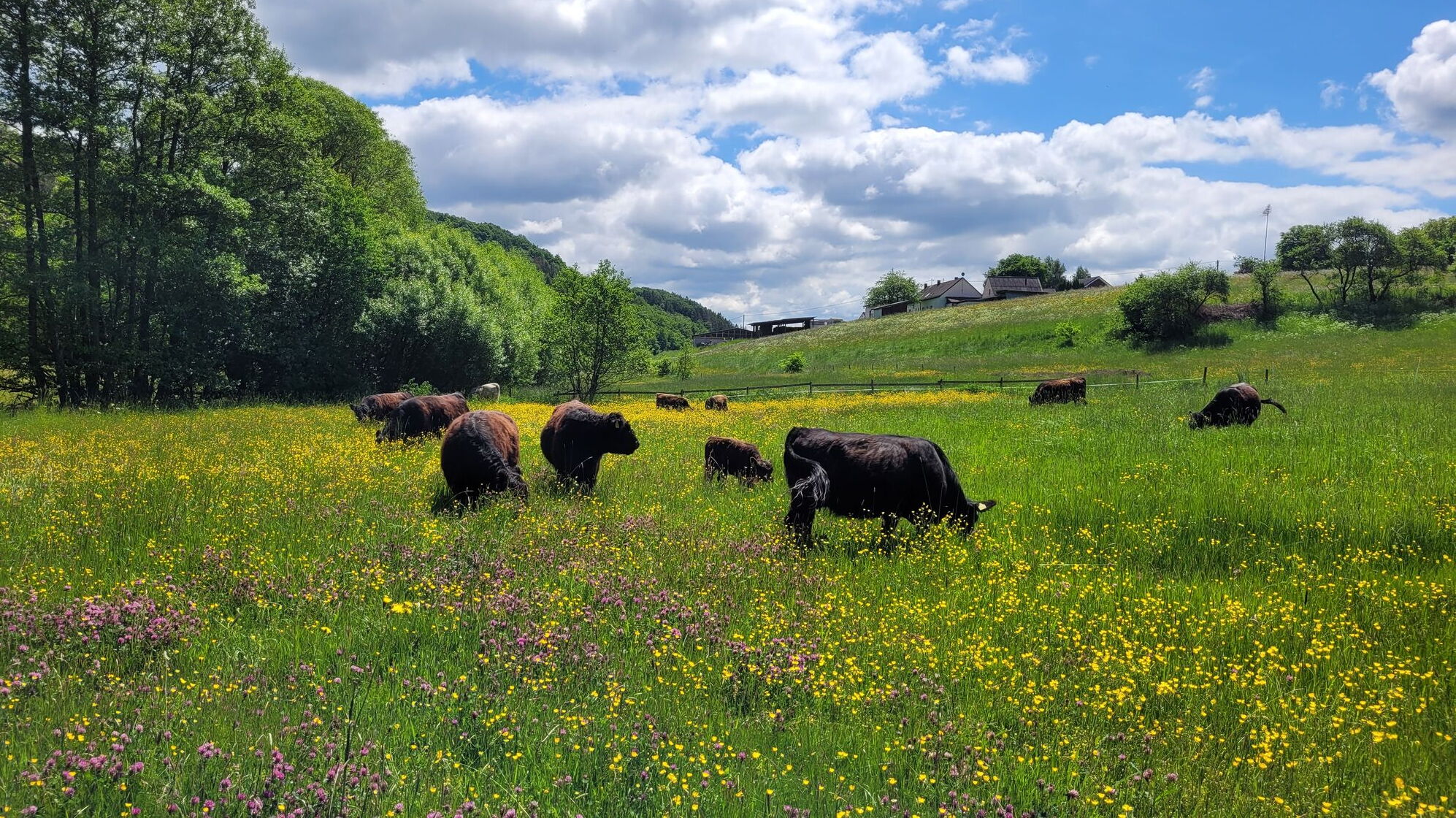 Eine Mutterkuhherde mit Galloway Rindern auf einer Weide