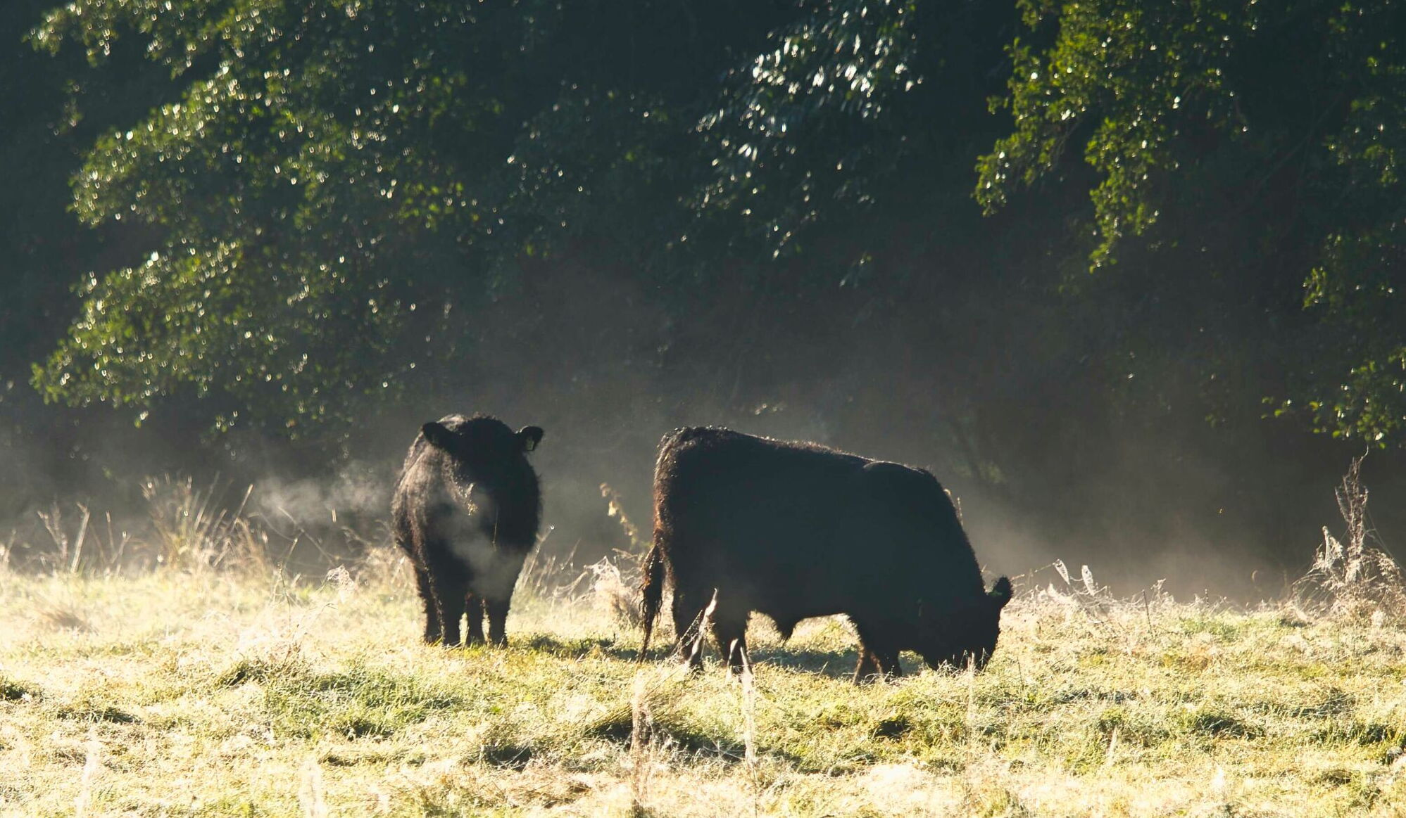 Galloway Bullen auf einer Weide auf dem Landgut Pfauenhof in der Eifel