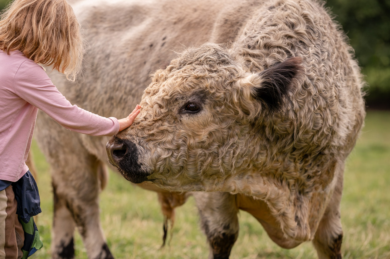 Ein Kind streichelt den Galloway Bullen Bruno auf dem Landgut Pfauenhof in der Eifel