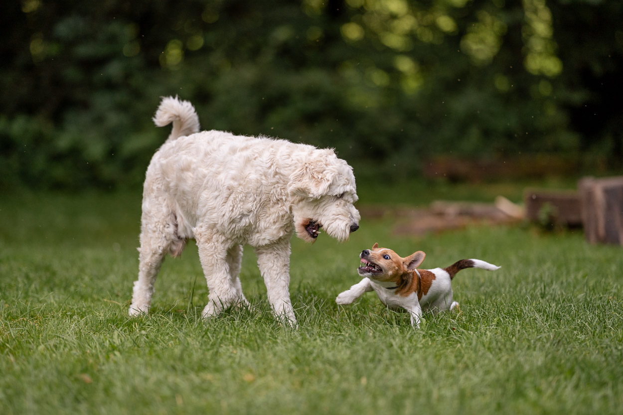 Die Hunde Bruno und Rudi spielen zusammen auf dem Landgut Pfauenhof in der Eifel