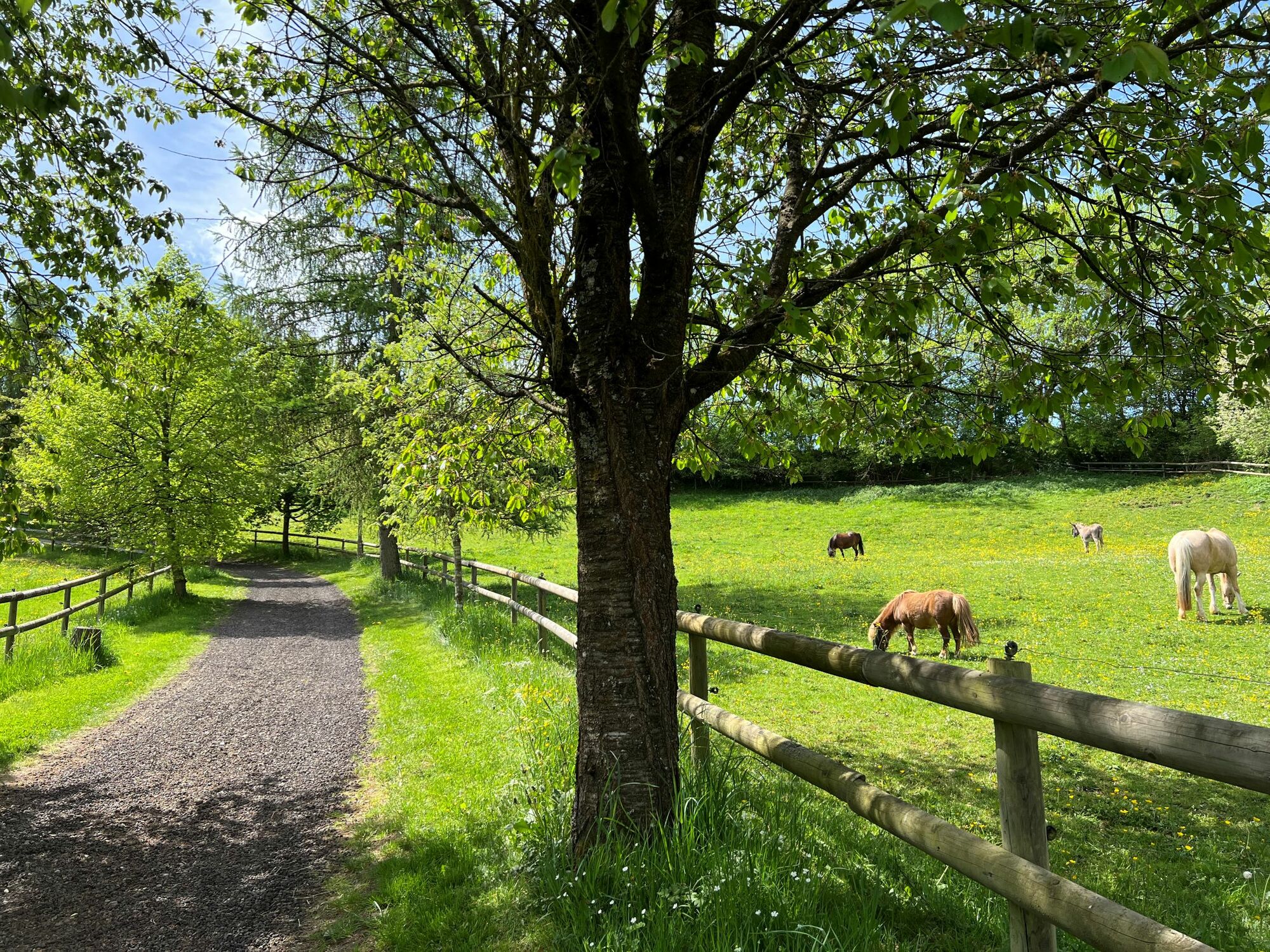 Pferdekoppeln auf dem Landgut Pfauenhof in der Vulkaneifel.