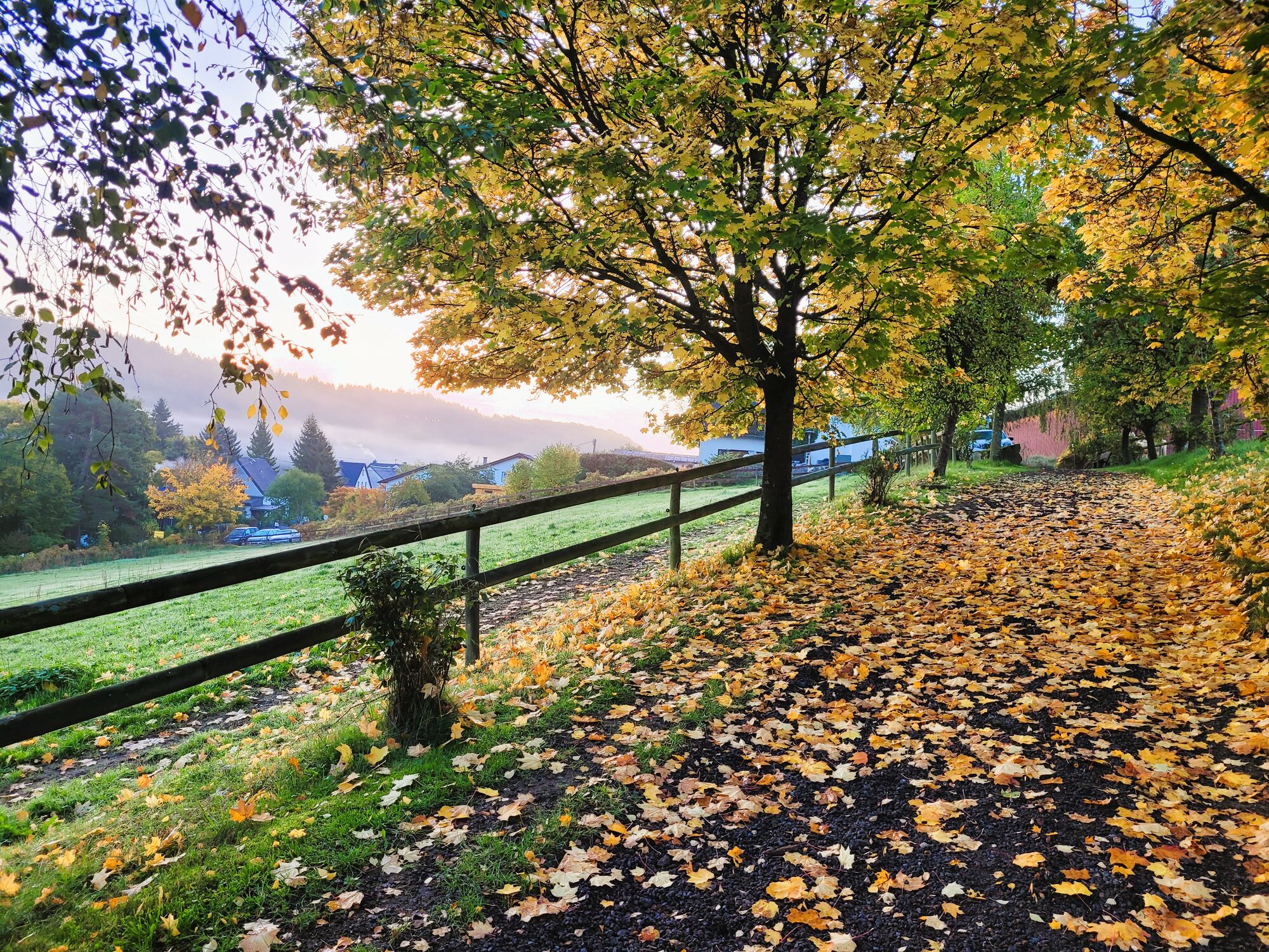 Herbstblätter auf dem Pfauenweg auf dem Landgut Pfauenhof in der Eifel