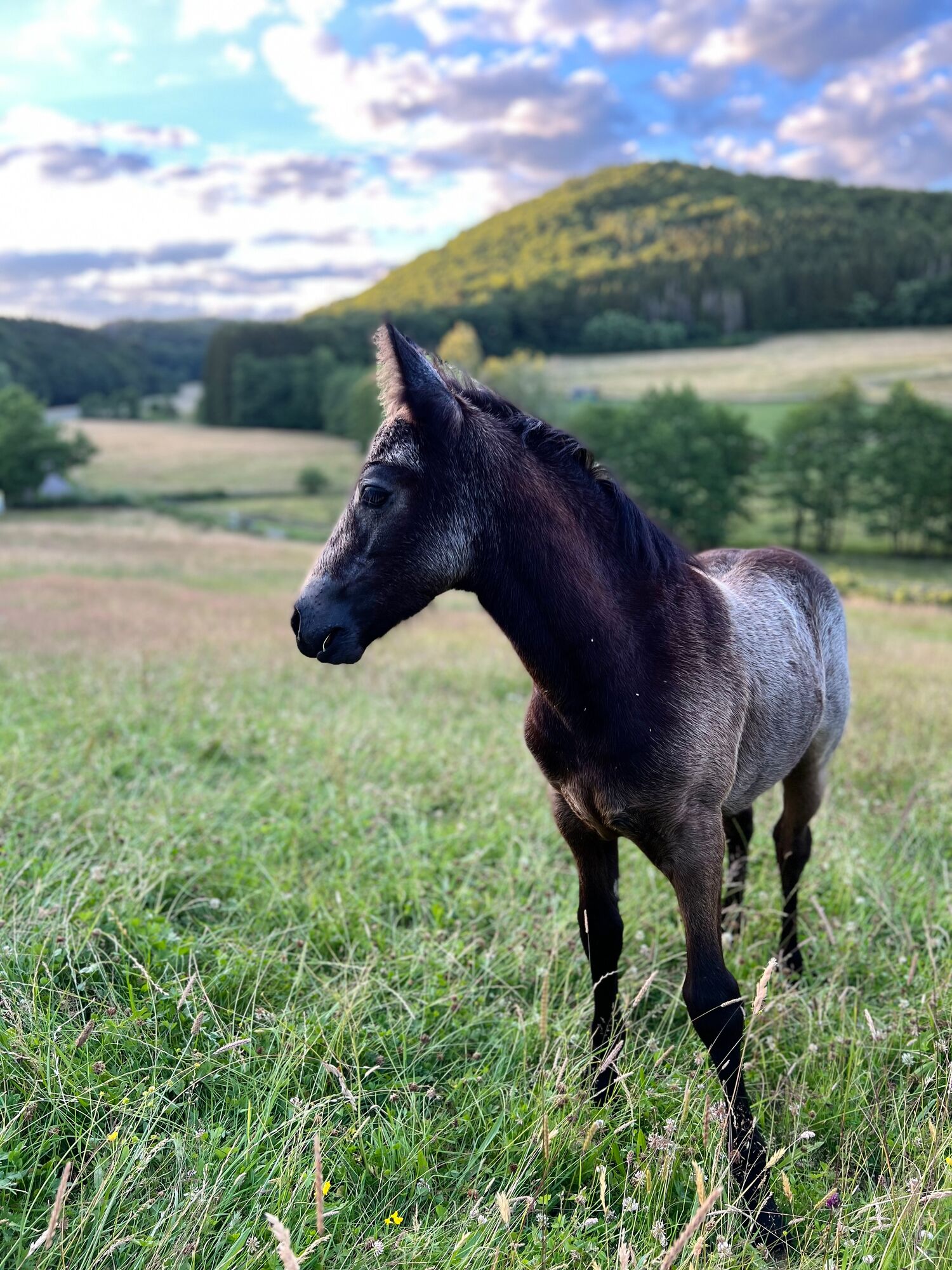 Ein Connemara-Fohlen auf dem Landgut Pfauenhof in der Eifel