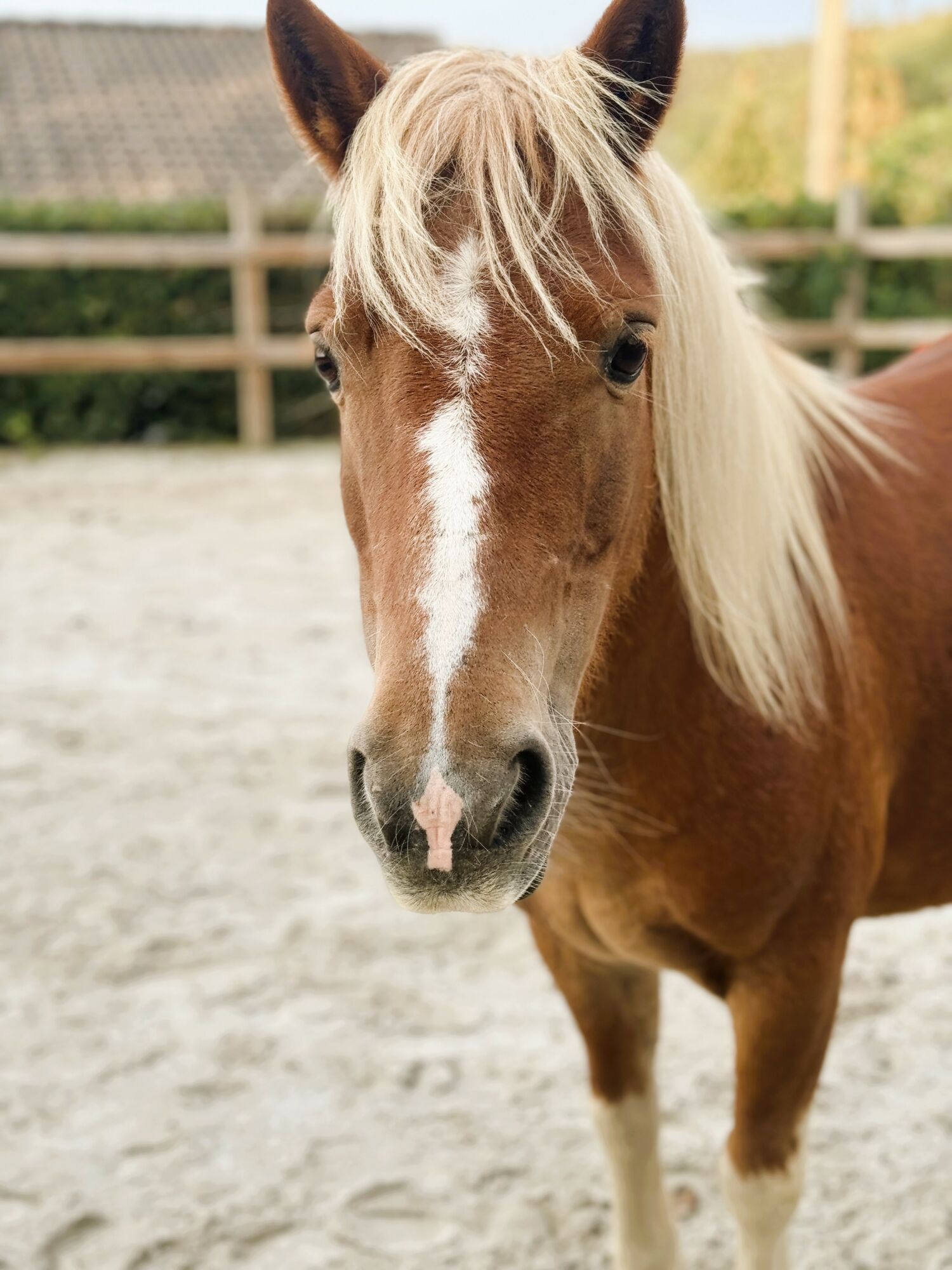 Kaylee - Eine bildhübsche Shetland-Pony Stute