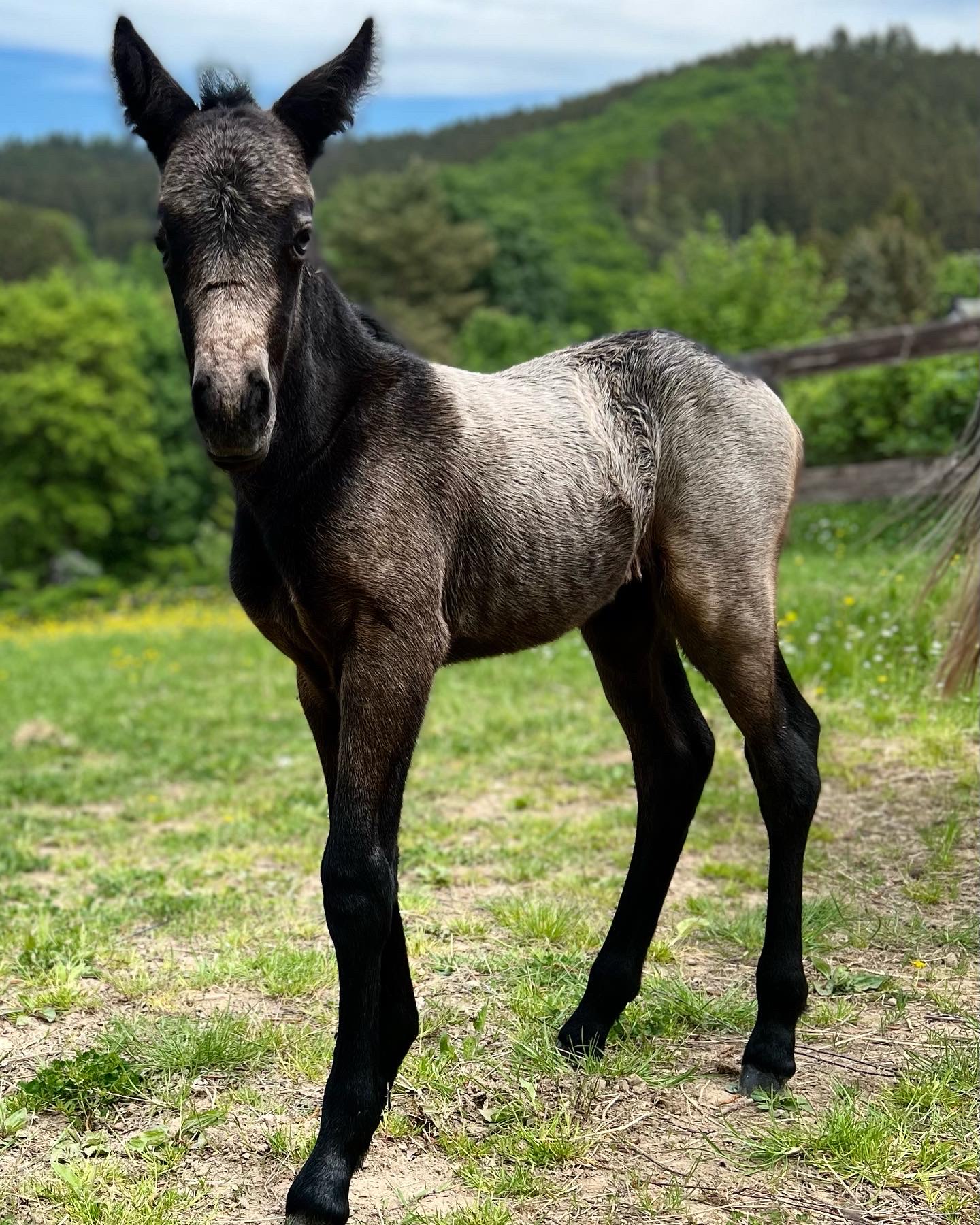 Connemara Fohlen auf einer Koppel auf dem Landgut Pfauenhof