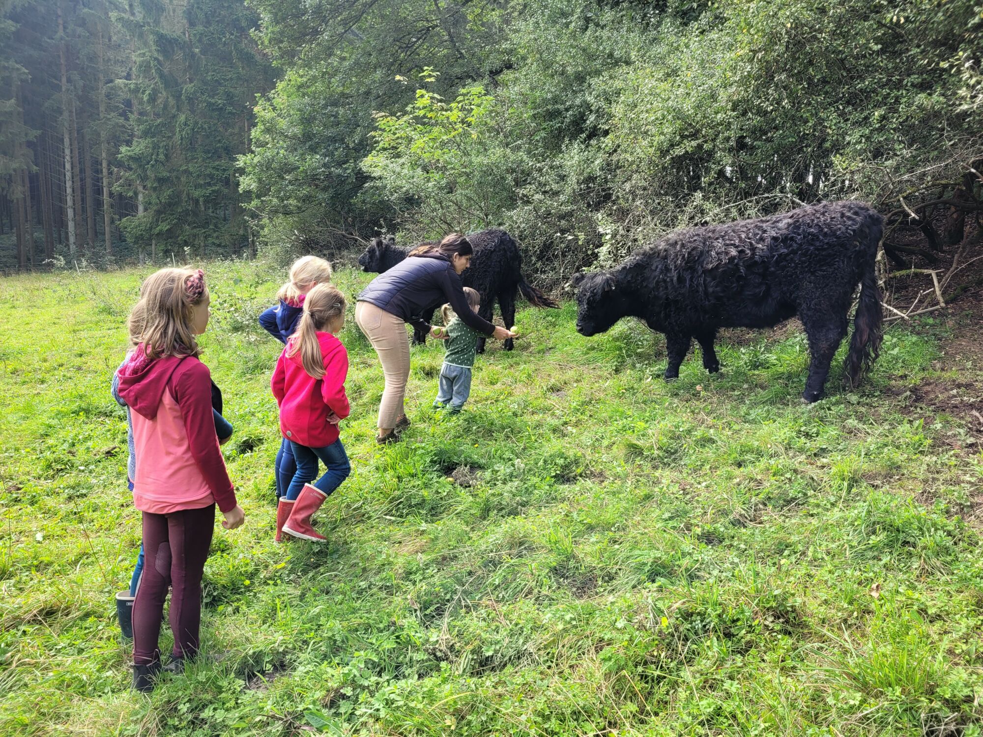 Kinder füttern Rinder auf einer Weide auf dem Landgut Pfauenhof in der Eifel