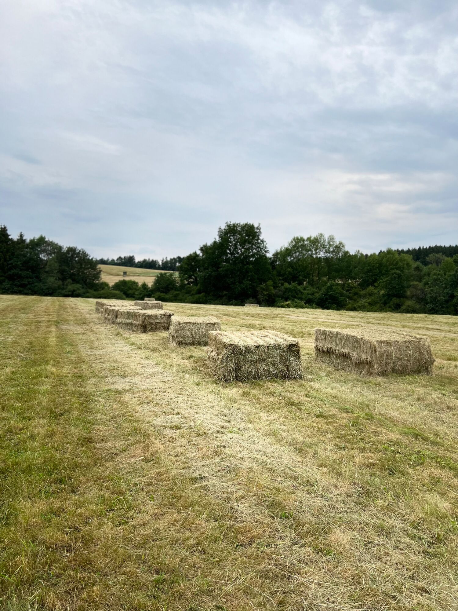 Biologisch produziertes Heu für bestes Galloway Weiderindfleisch auf dem Landgut Pfauenhof in der Eifel
