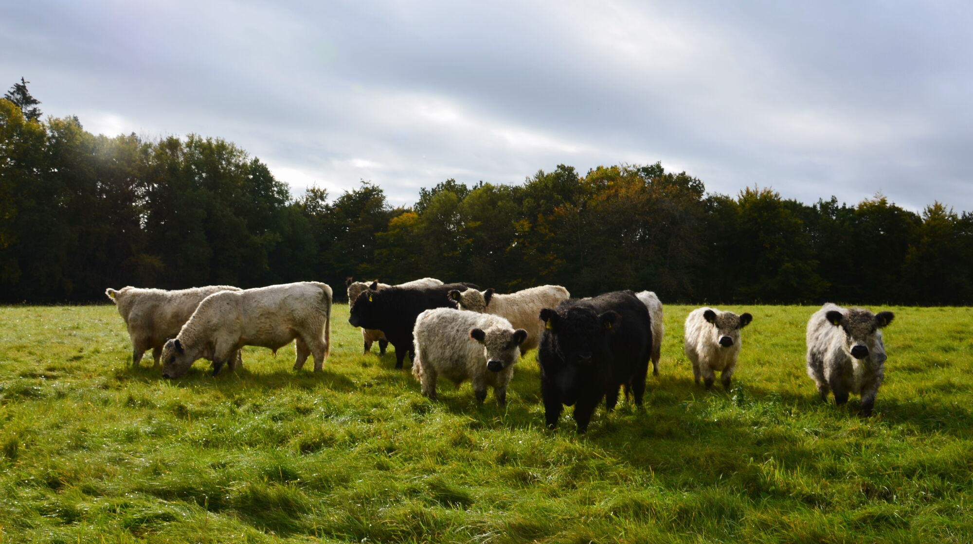 Galloway Bullenherde im Herbst auf dem Landgut Pfauenhof in der Vulkaneifel