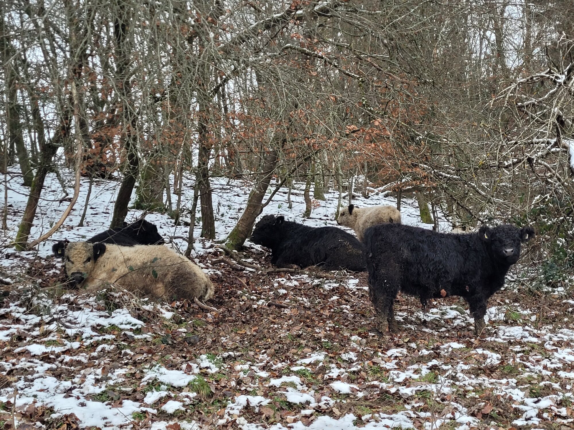 Galloway Bullen rasten auf einer Weide auf dem Landgut Pfauenhof in der Eifel im Winter