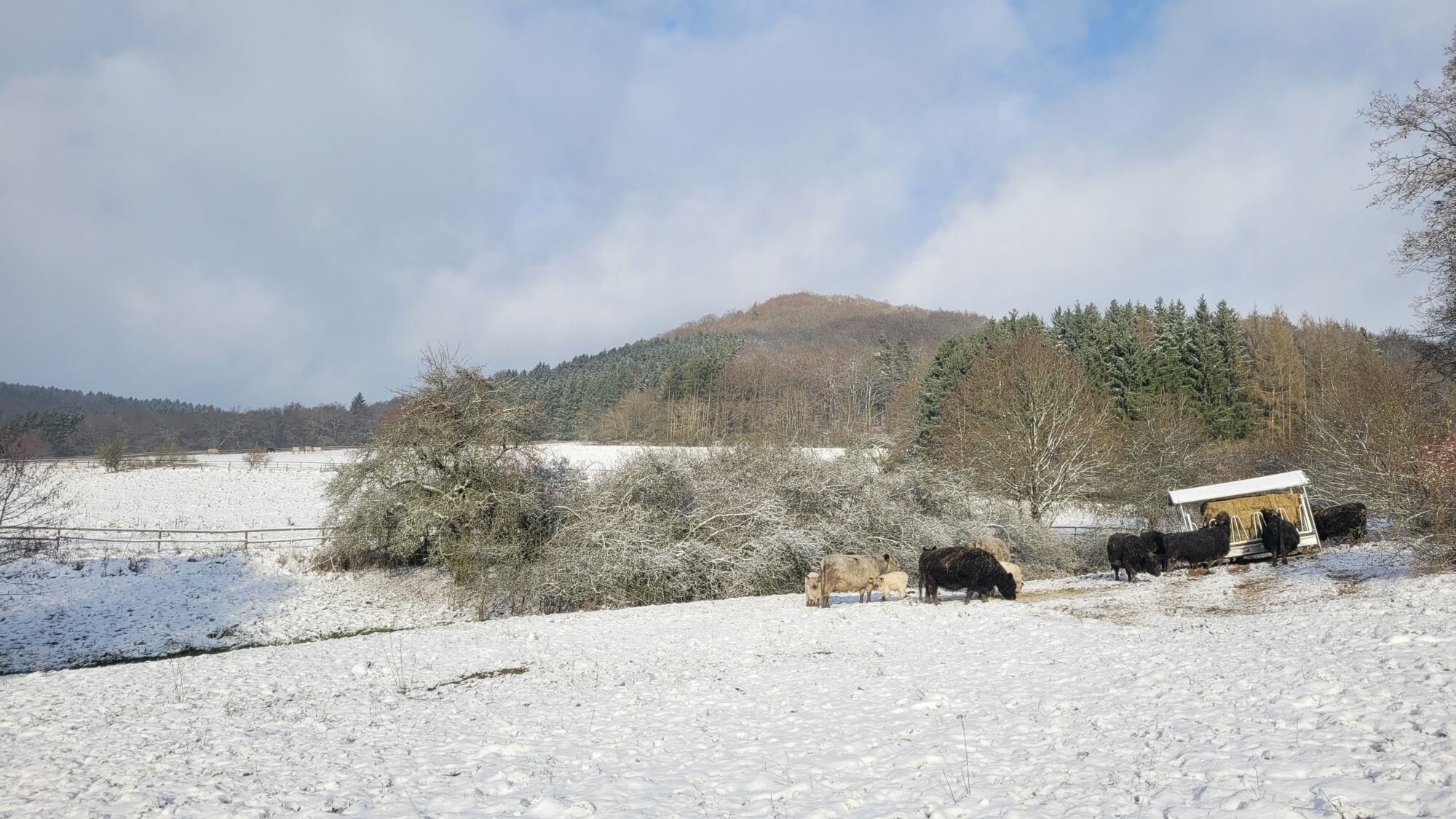 Galloway Mutterkuhherde auf dem Landgut Pfauenhof in der Eifel