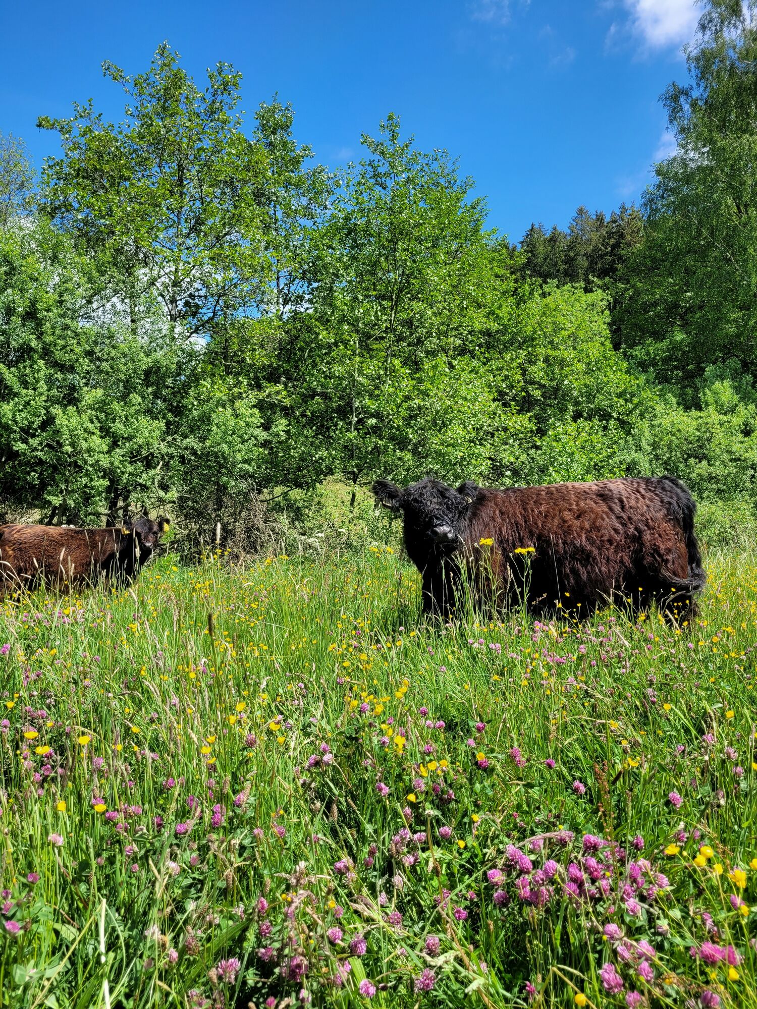 Galloway Mutterkuh auf einer Weide auf dem Landgut Pfauenhof in der Eifel im Frühjahr