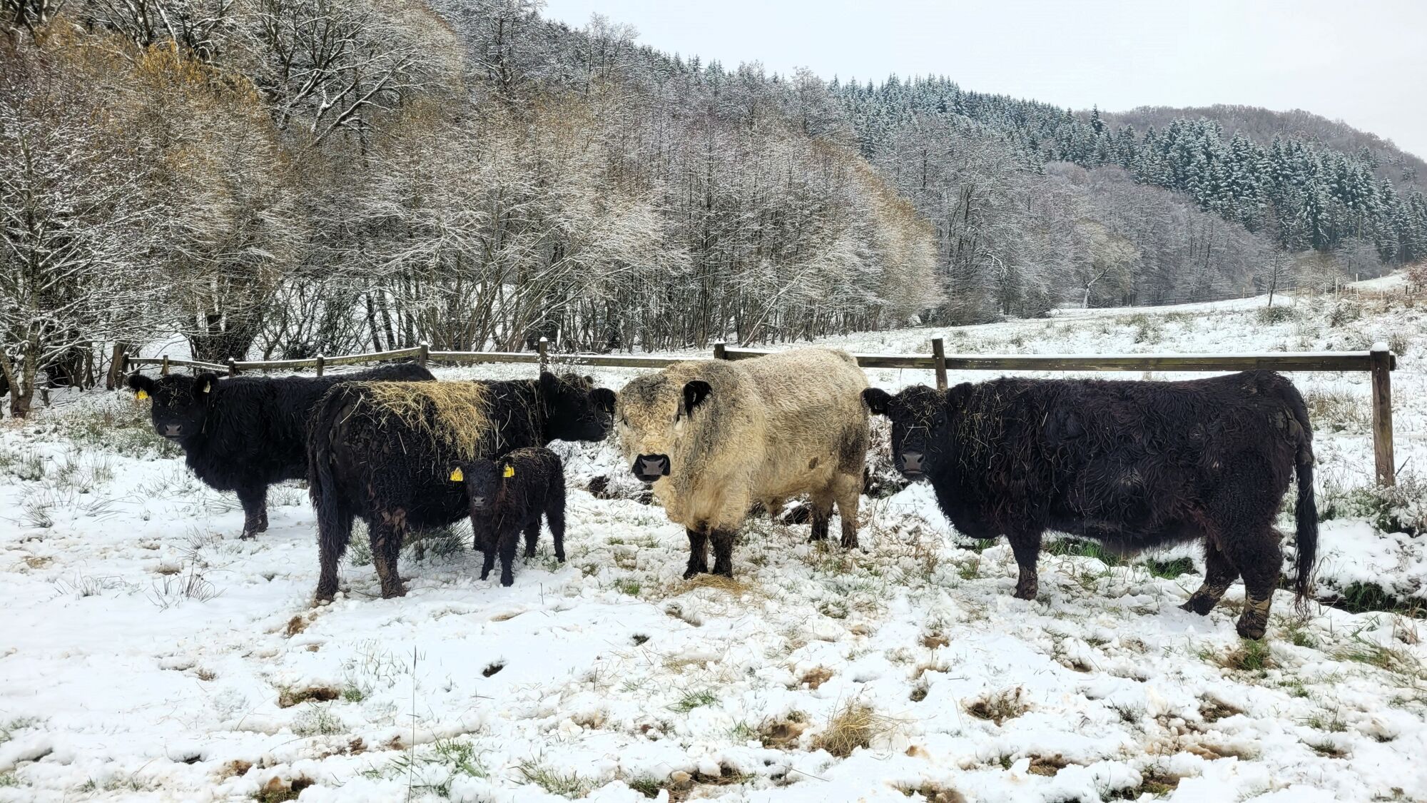 Galloway Rinder stehen im Schnee auf einer Weide auf dem Landgut Pfauenhof in der Eifel
