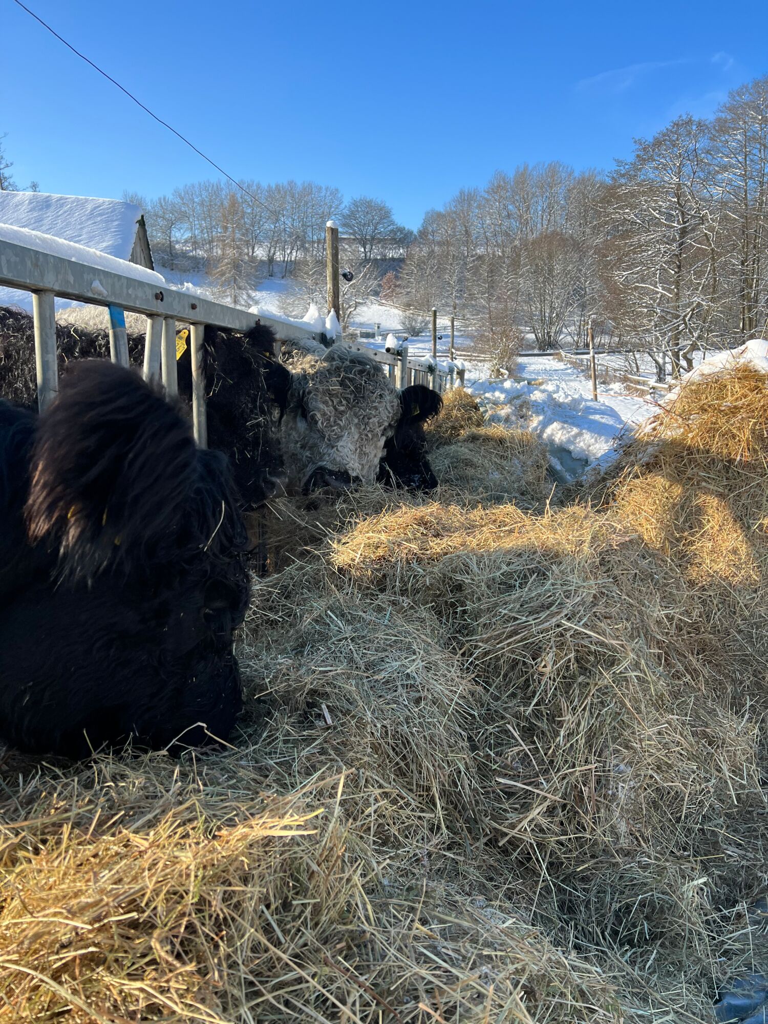 Galloway Rinder fressen Heu in der Eifel auf dem Landgut Pfauenhof