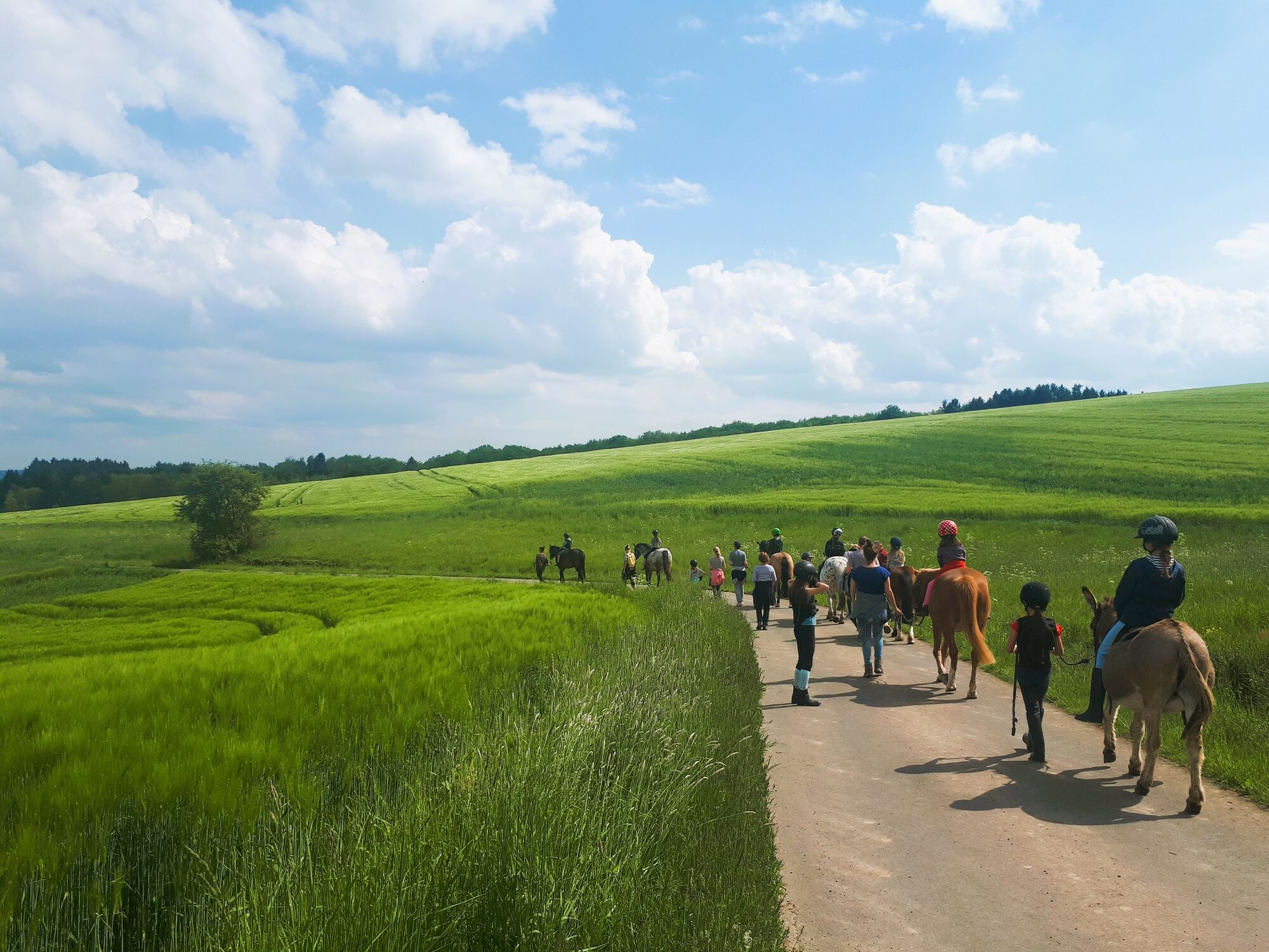 Pferde, Pferdewanderung, Eifel, Landgut Pfauenhof