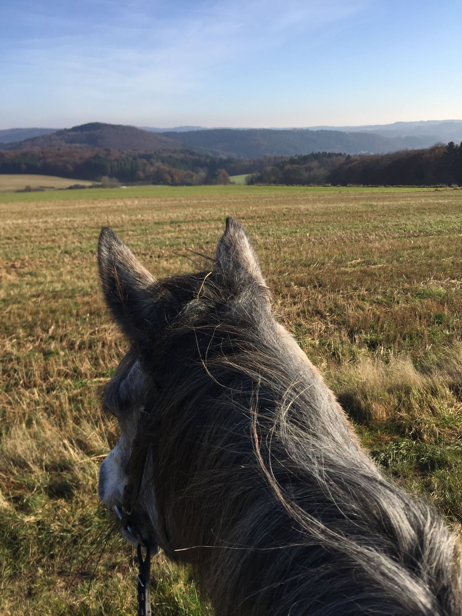 Reiten in der Eifel